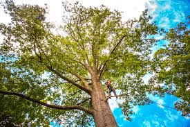 How Our Tree Care Process Works  in  Bonne Terre, MO