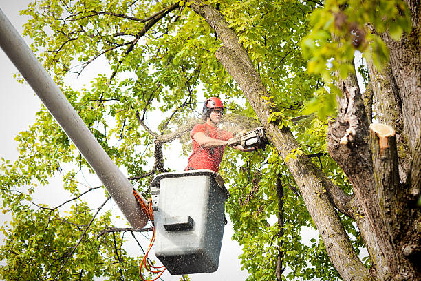 Bonne Terre, MO Tree Care Company